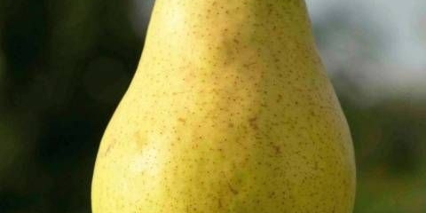 Sorta kruške williams: fotografija i opis sorte